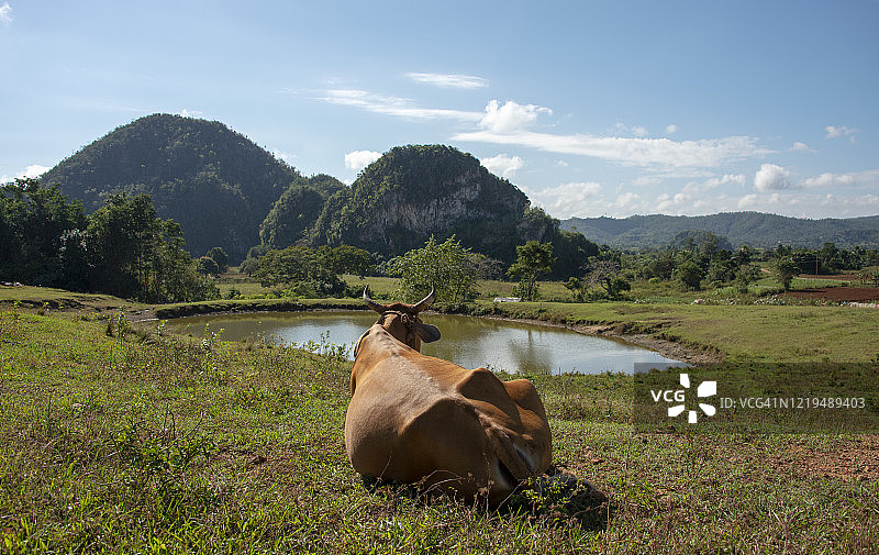 在古巴比尼亚莱斯山谷休息的牛图片素材