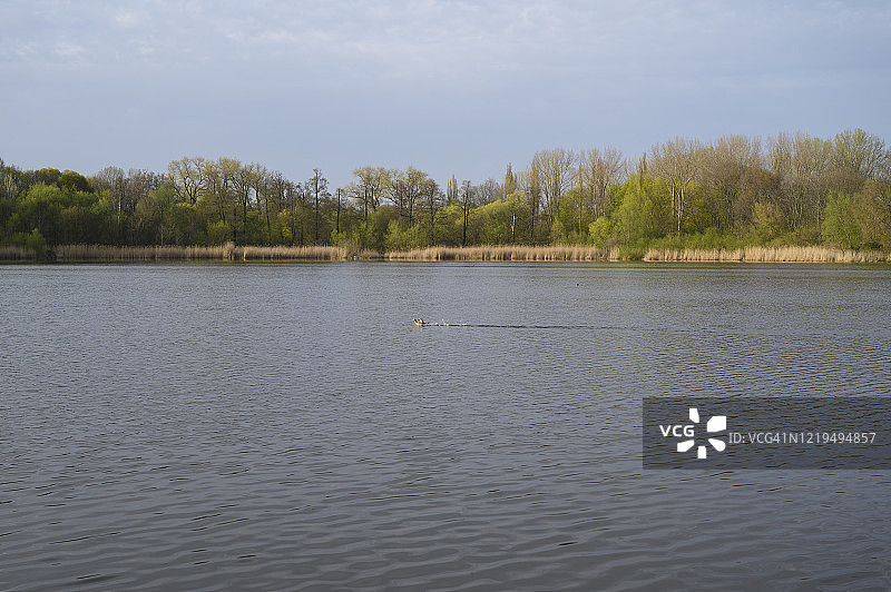 春季柏林湖中游泳的鸭子，德国图片素材