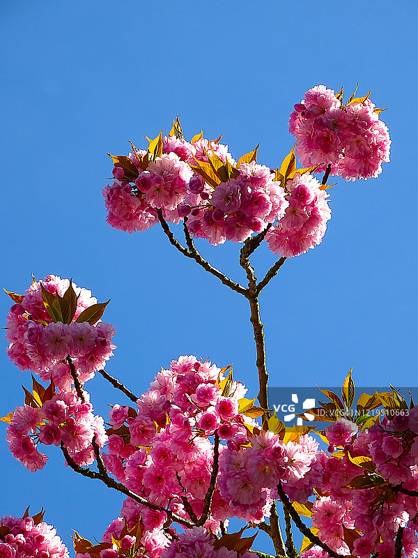 杏树的粉色花朵在春天绽放图片素材
