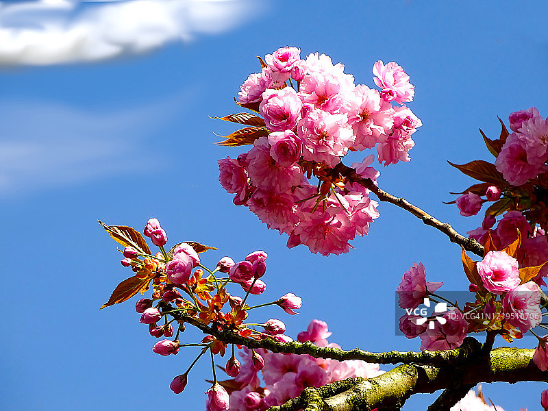 杏树的粉色花朵在春天绽放图片素材