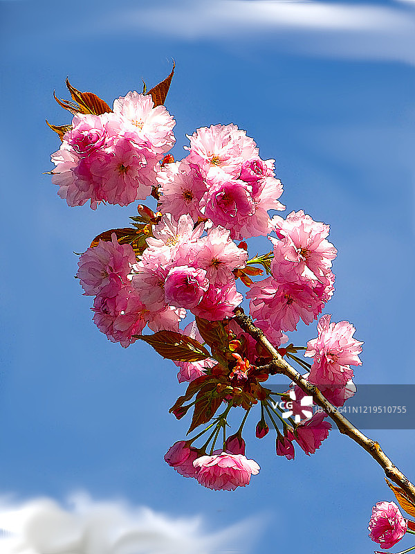杏树的粉色花朵在春天绽放图片素材
