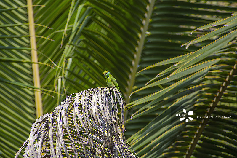 普通翠鸟图片素材