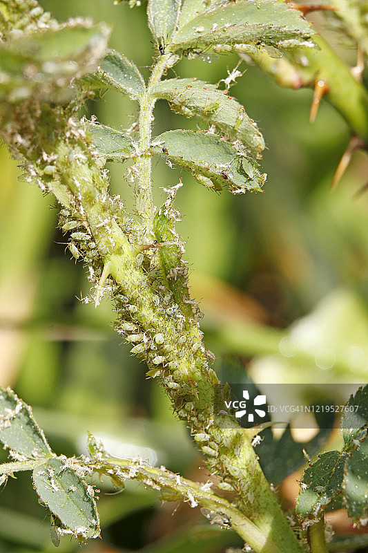 蚜虫侵蚀玫瑰花的特写图片素材
