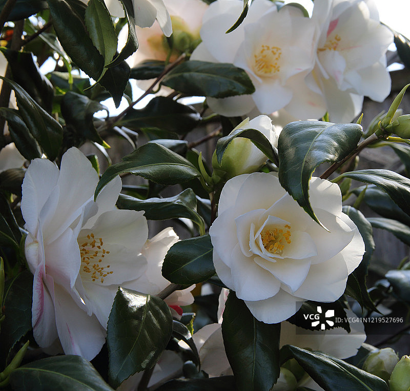 英国住宅花园灌木上的白色山茶花图片素材
