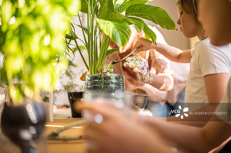 母亲和儿子们正在重栽盆栽花卉图片素材