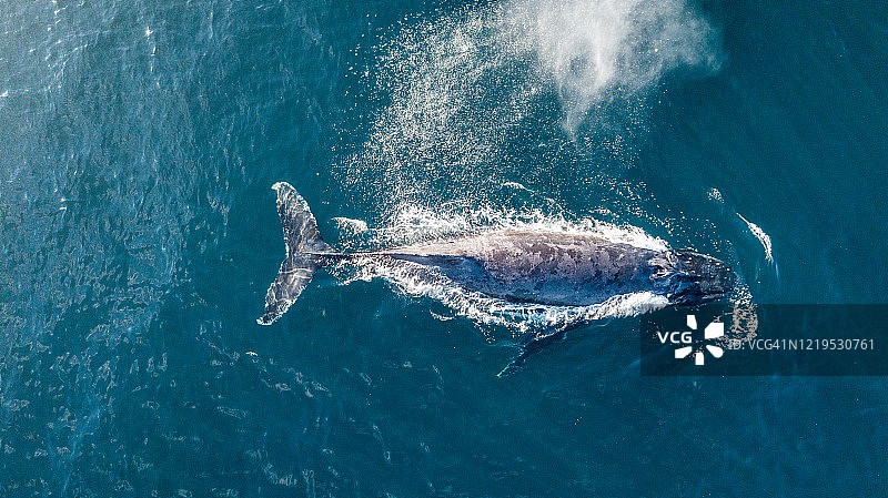鲸鱼航拍照片图片素材
