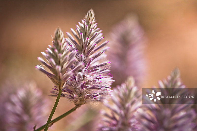 穆拉穆拉图片素材