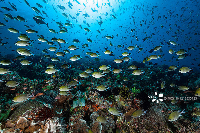 科莫多国家公园珊瑚礁的交通高峰期，菲律宾铬鱼学校，印度尼西亚图片素材