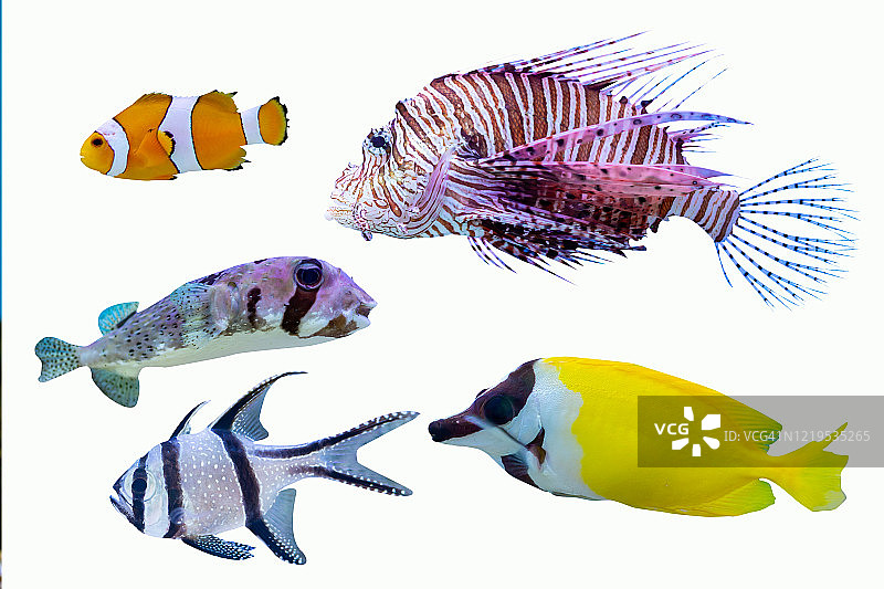 白色背景下的咸水鱼图片素材