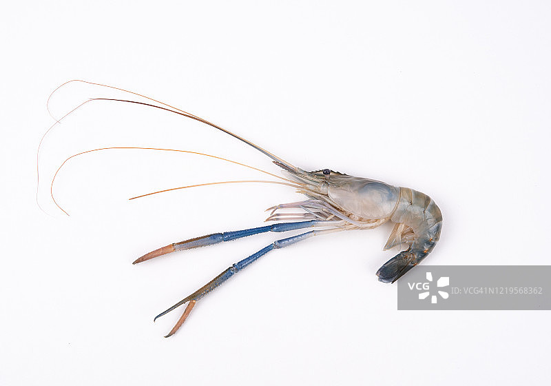 白色背景上的新鲜河虾特写图片素材