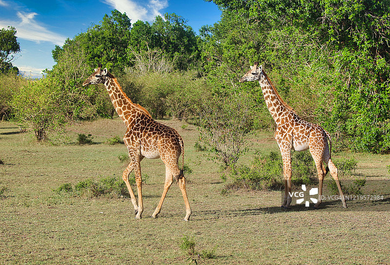非洲灌木丛中的罗斯柴尔德长颈鹿图片素材