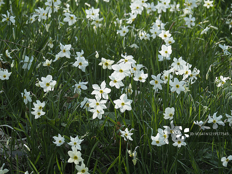 白色诗人水仙图片素材