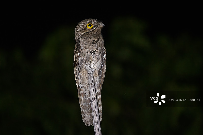 灰林鸱图片素材