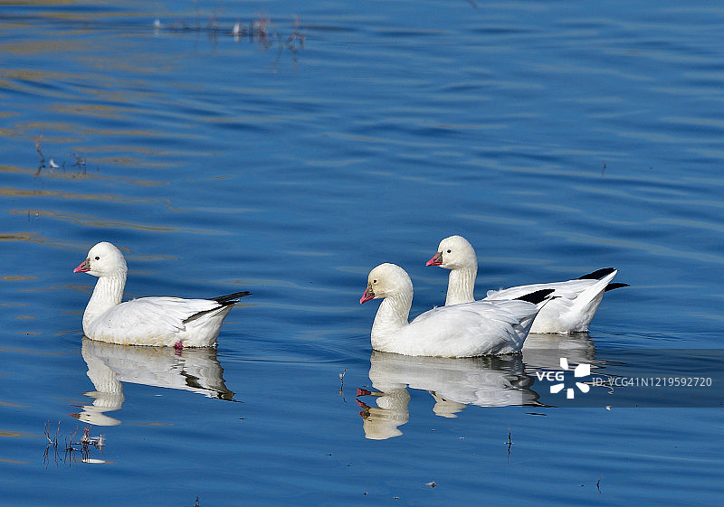 在太平洋 Flyway 沿线的 Llano Seco 国家野生动物保护区休息的迁徙罗斯鹅。图片素材