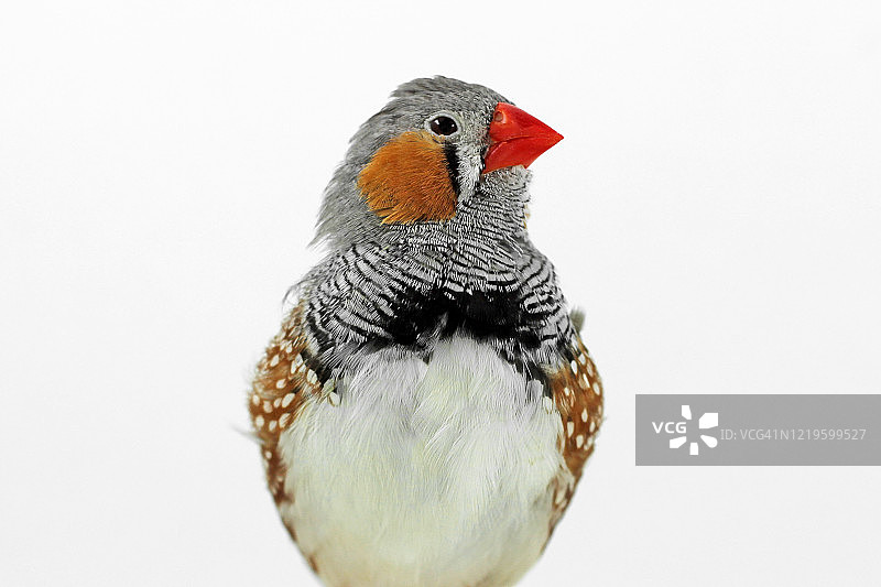 白底上的斑胸草雀图片素材