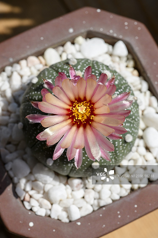 仙人掌花朵的俯视图图片素材