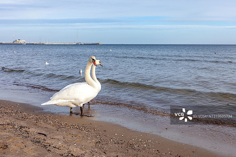 沙滩上的两只天鹅图片素材