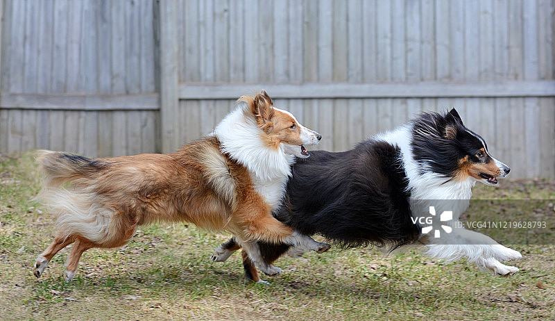 两只喜乐蒂牧羊犬玩耍图片素材