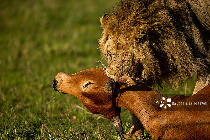 狮子正在撕咬猎物图片素材