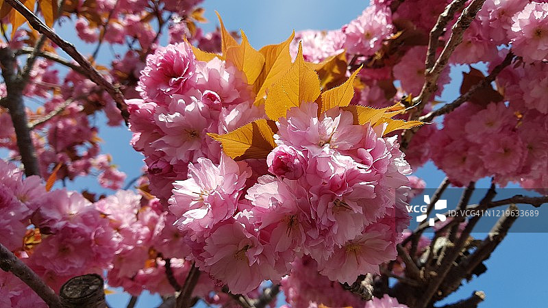 春季盛开的樱花图片素材