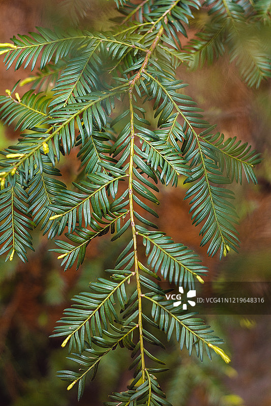 针叶林中的绿色树枝图片素材