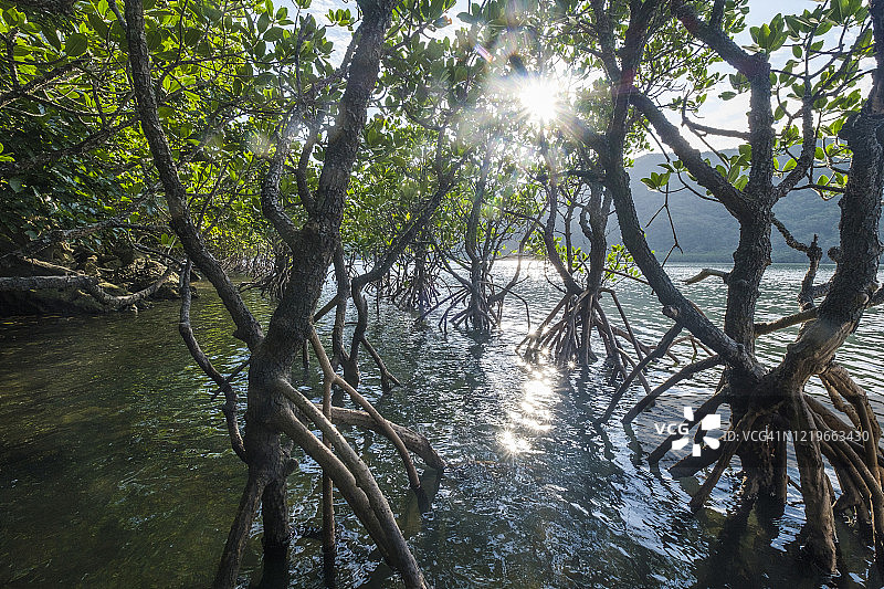 冲绳红树林图片素材