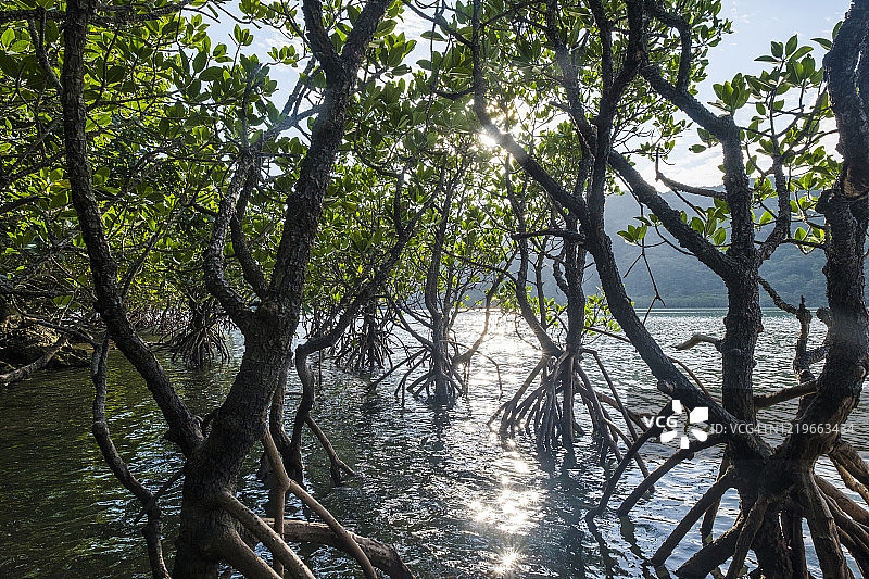 冲绳红树林图片素材