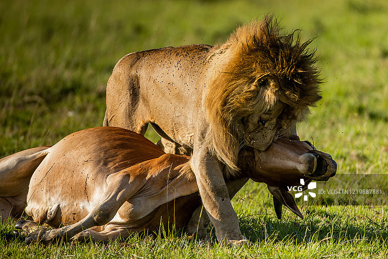 狮子正在捕食图片素材