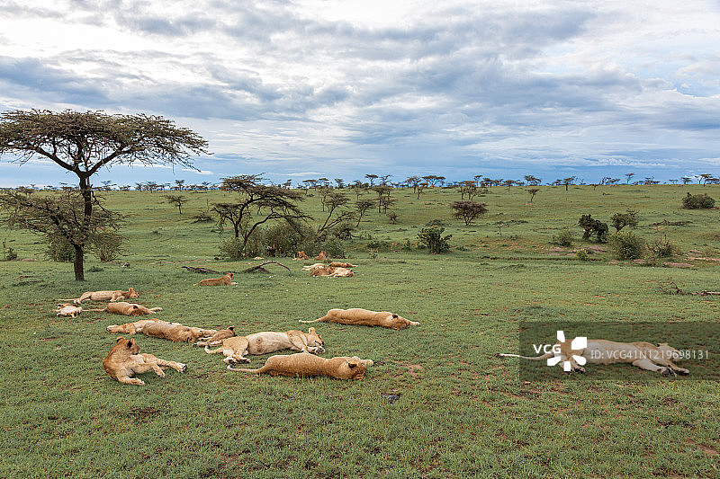 大型狮群图片素材