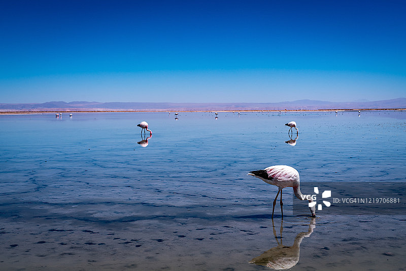 智利安托法加斯塔地区阿塔卡马沙漠野生动物图片素材