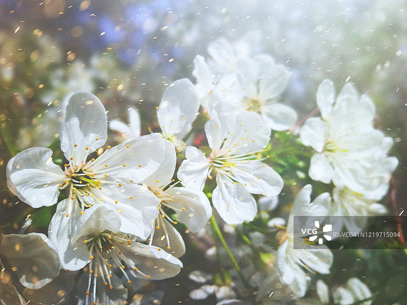 春天的鲜花图片素材