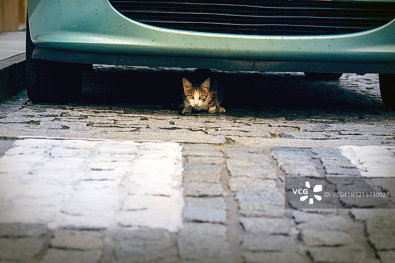 街头隐藏的猫咪图片素材