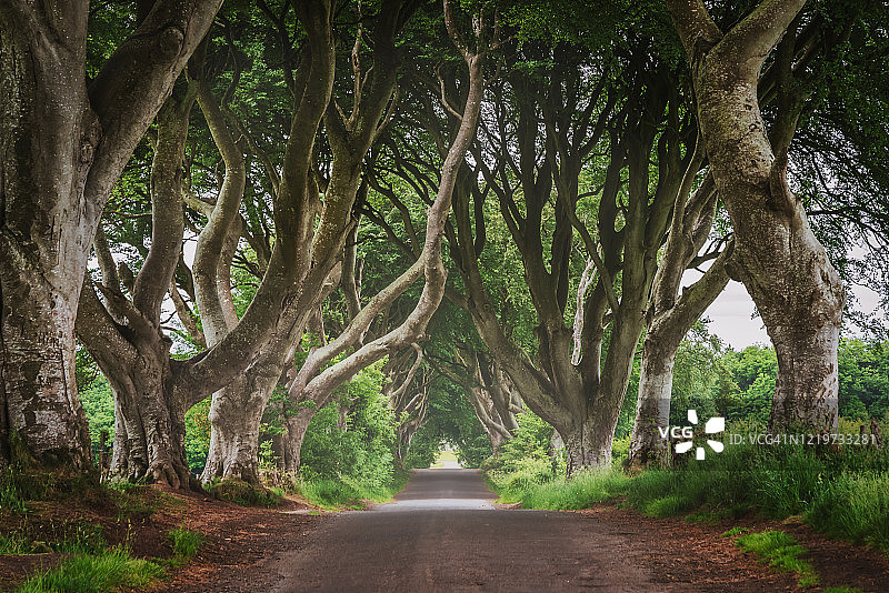 北爱尔兰黑暗树篱风景图片素材