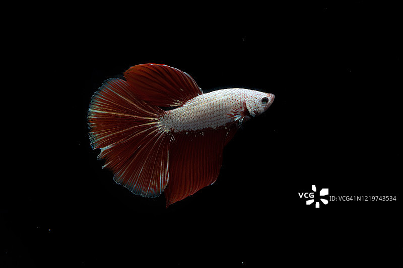 广受欢迎的观赏鱼：暹罗斗鱼图片素材