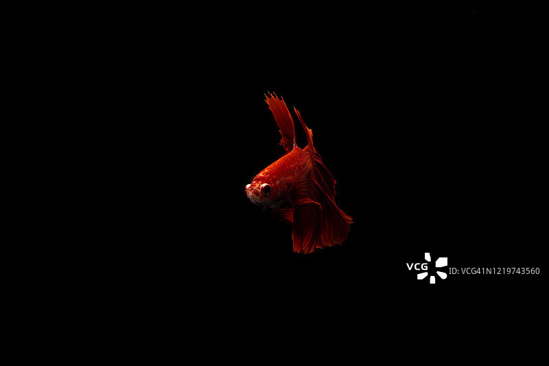 广受欢迎的观赏鱼：暹罗斗鱼图片素材