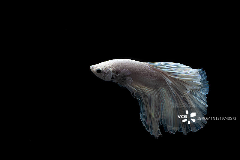 广受欢迎的观赏鱼：暹罗斗鱼图片素材