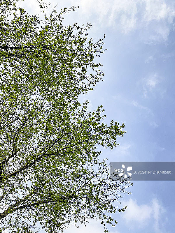 蓝天白云下的树冠图片素材