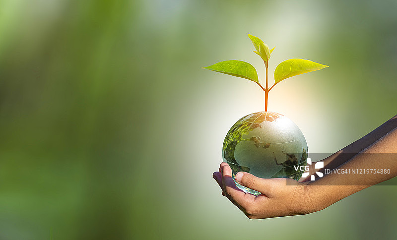 地球保护日或环保手的概念，保护生长的森林图片素材