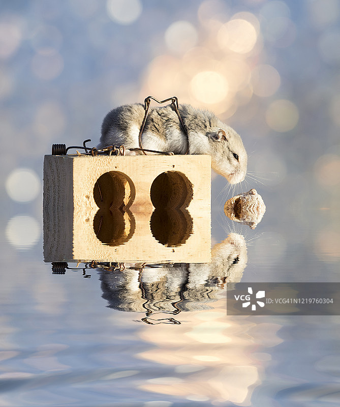 在木制捕鼠器上玩耍的仓鼠图片素材