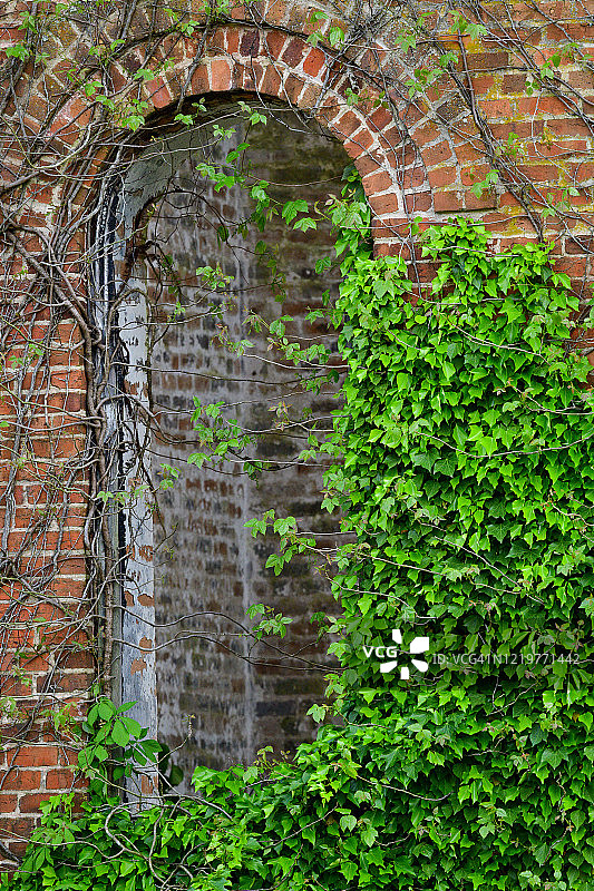 带有常春藤的拱形窗户图片素材