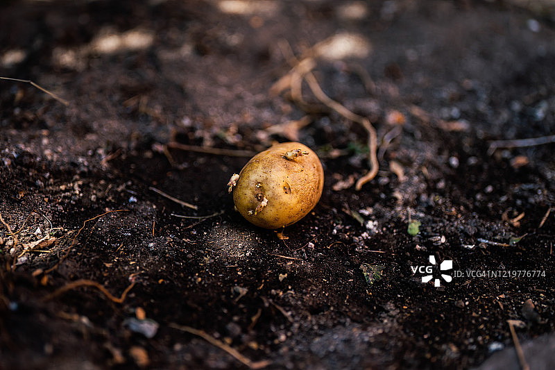 园艺——发芽的土豆图片素材