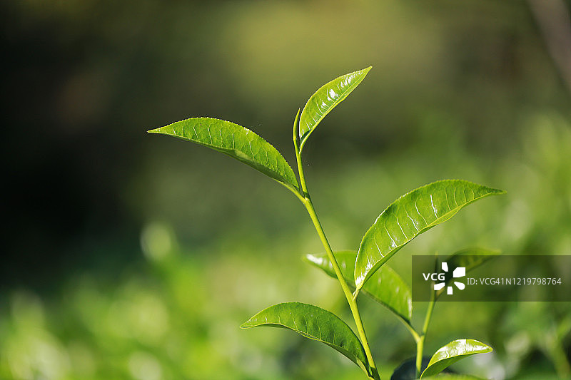 新鲜茶叶图片素材