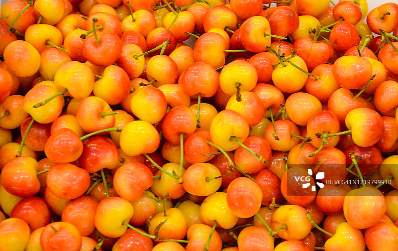 黄色/橙色雷尼尔甜樱桃图片素材