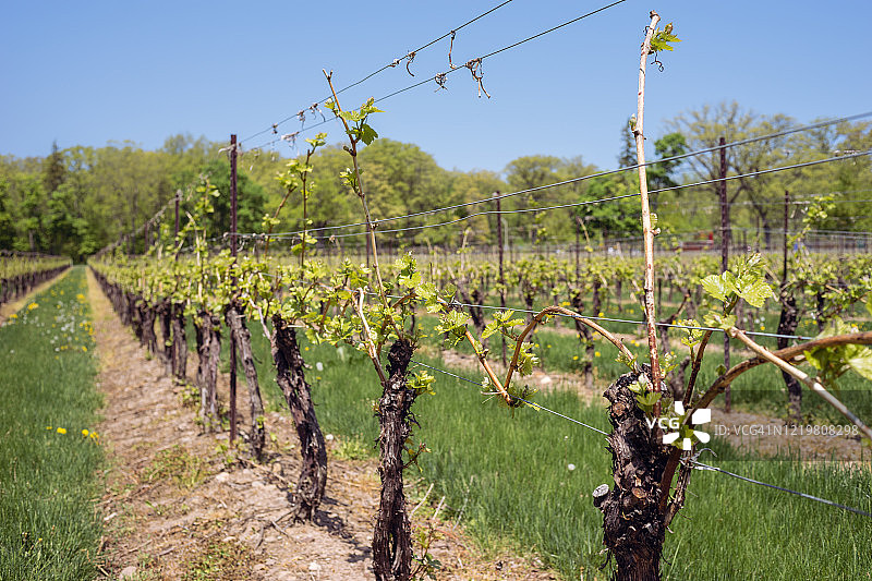 葡萄园中新生葡萄藤图片素材