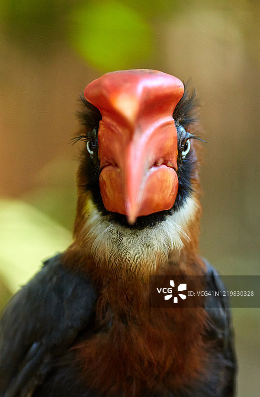 棕犀鸟图片素材
