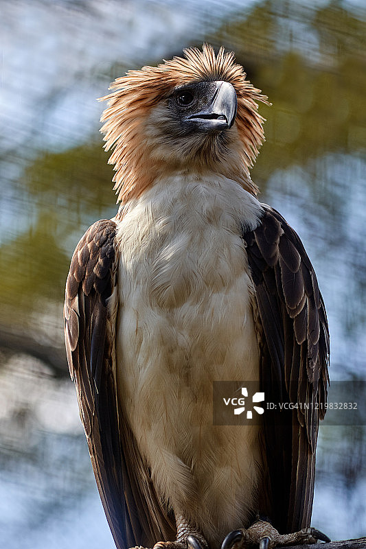 菲律宾鹰图片素材