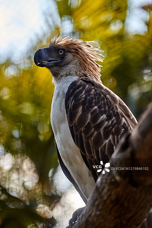 菲律宾鹰图片素材