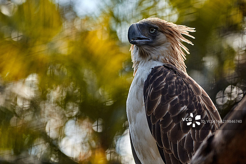 菲律宾鹰图片素材