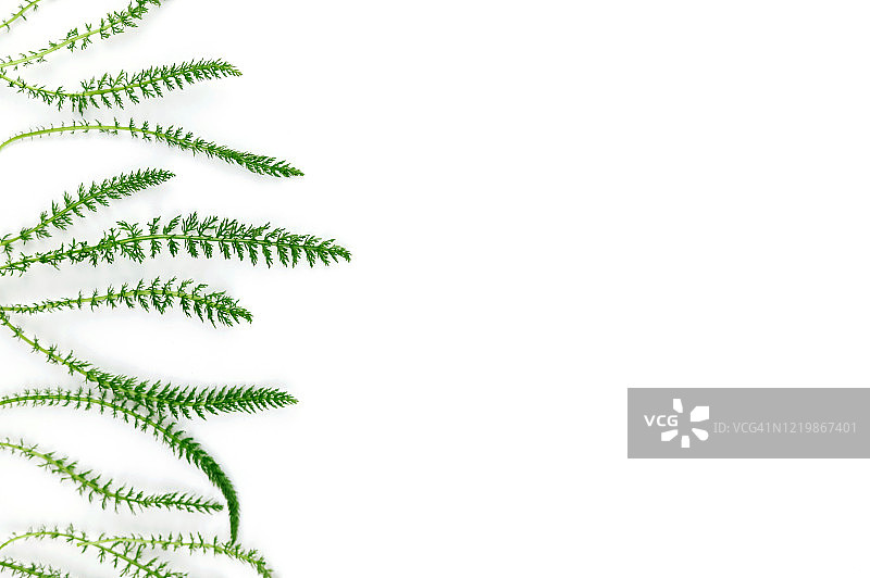 白色背景上的绿色新鲜香草图片素材