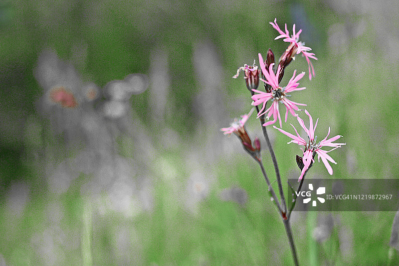 绿色背景上的粉色 ragged robin 花图片素材